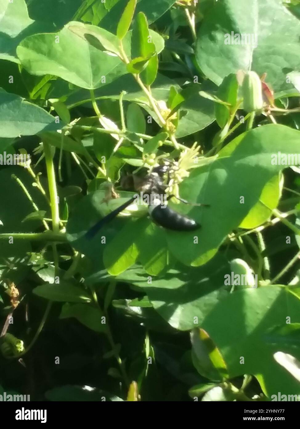 Guêpe de maçon à quatre dents (Monobia quadridens) Banque D'Images