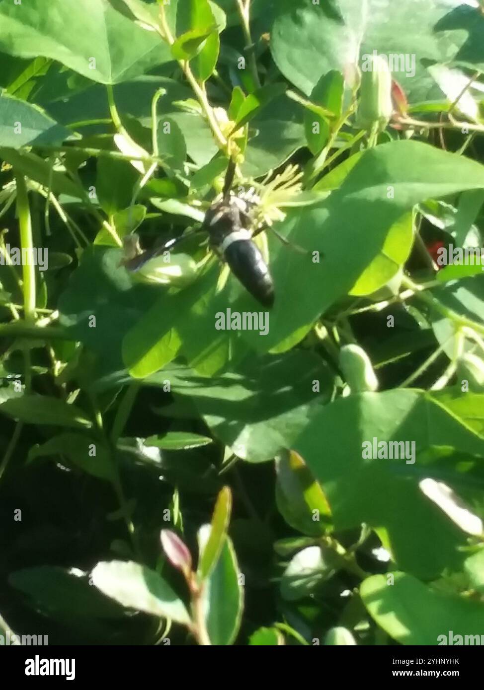 Guêpe de maçon à quatre dents (Monobia quadridens) Banque D'Images