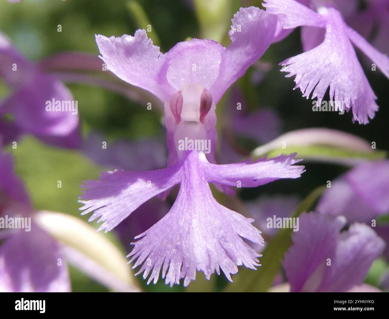 Orchidée à franges pourpre moindre (Platanthera psycodes) Banque D'Images