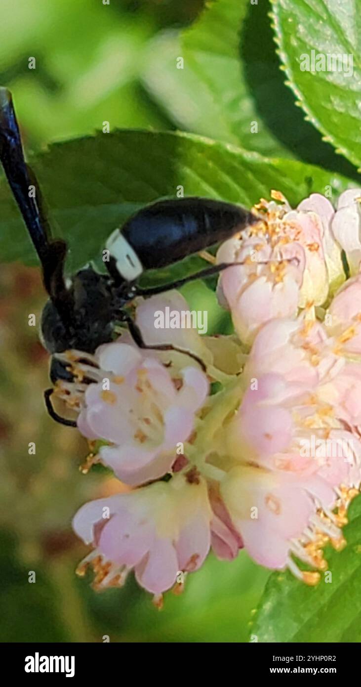 Guêpe de maçon à quatre dents (Monobia quadridens) Banque D'Images