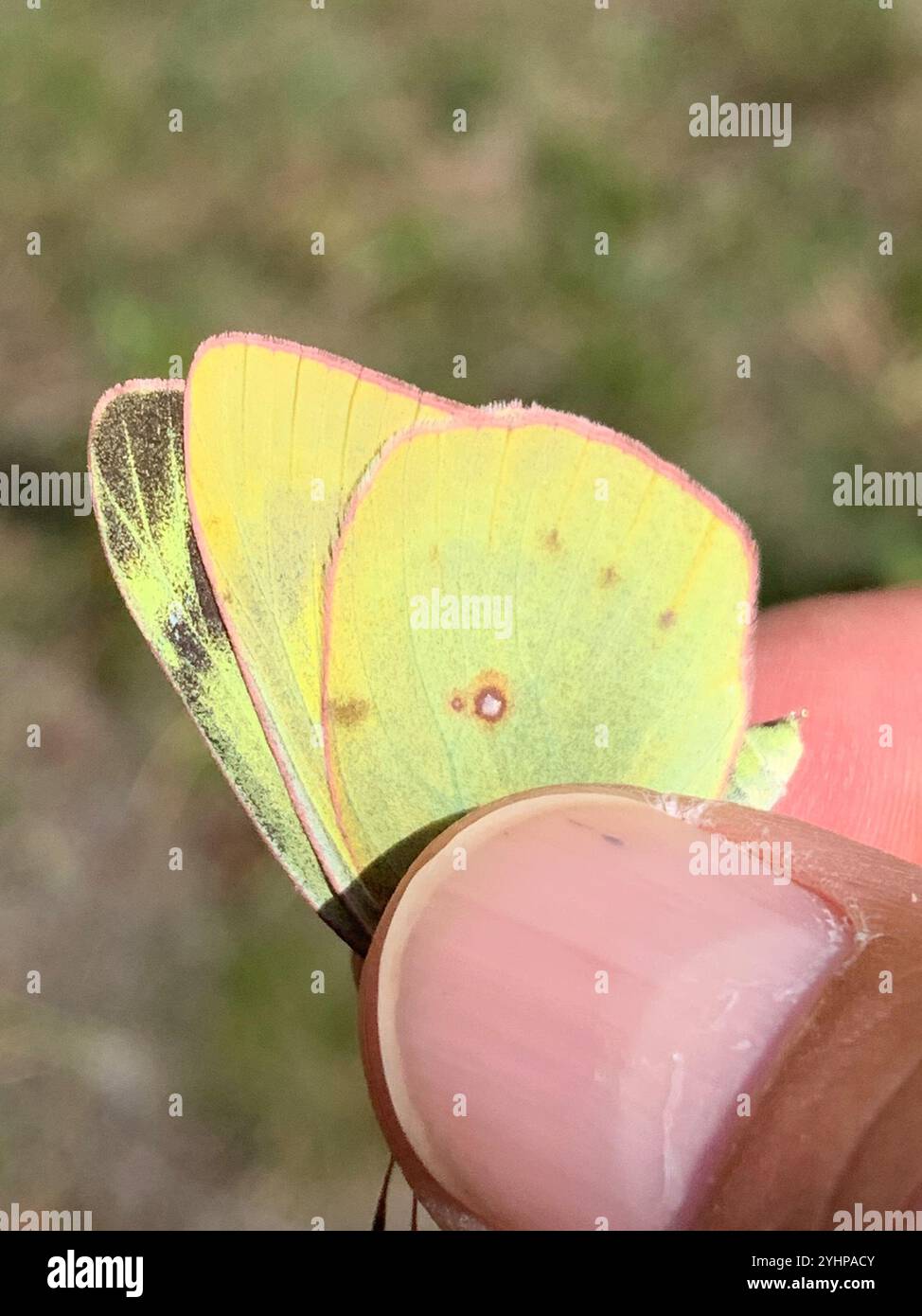 (Colias philodice soufre assombries) Banque D'Images