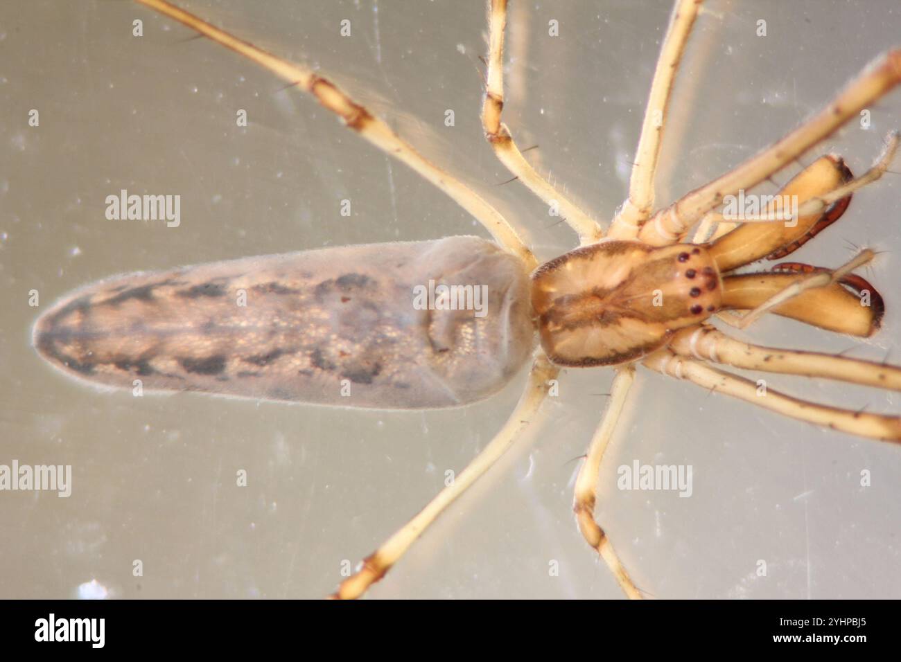 Araignée à orbe épi (Tetragnatha mandibulata) Banque D'Images