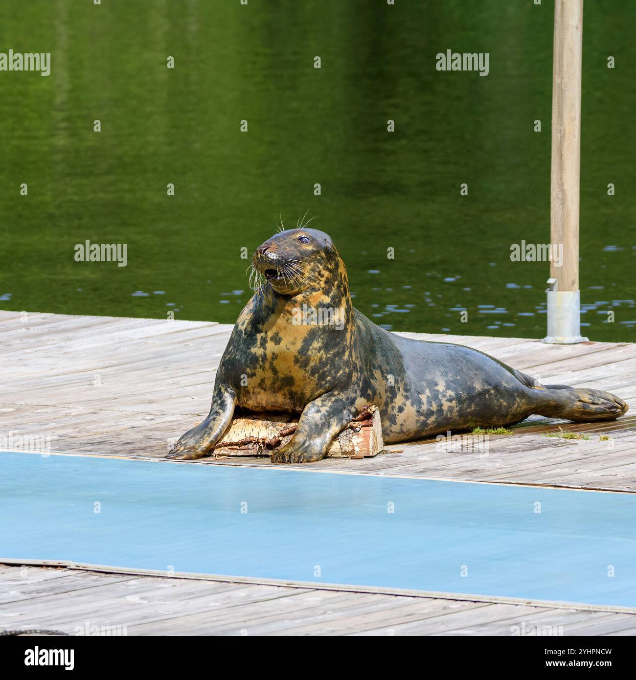 Un phoque se détend sur une plate-forme en bois près de l'eau tranquille, se prélasser dans la lumière chaude du soleil par une belle journée, profitant de son environnement paisible Banque D'Images