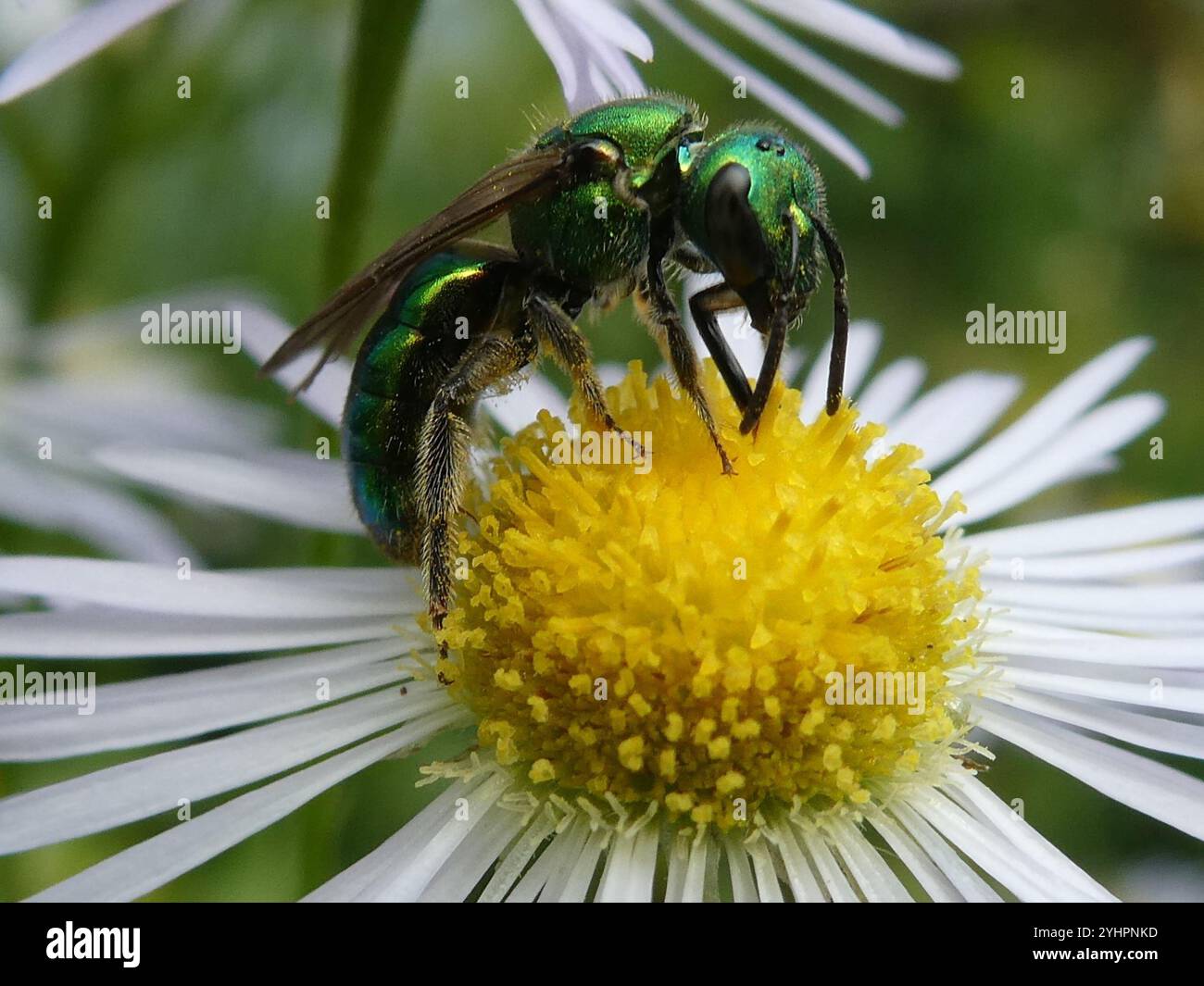 Abeille sueur verte pure (Augochlora pura) Banque D'Images