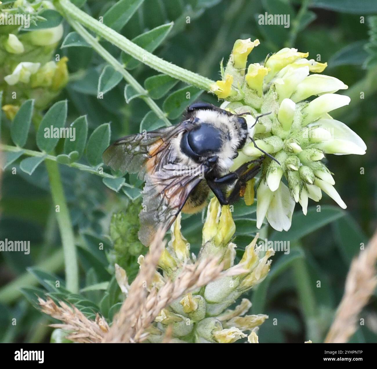 Bumble Bee à épaules blanches (Bombus appositus) Banque D'Images