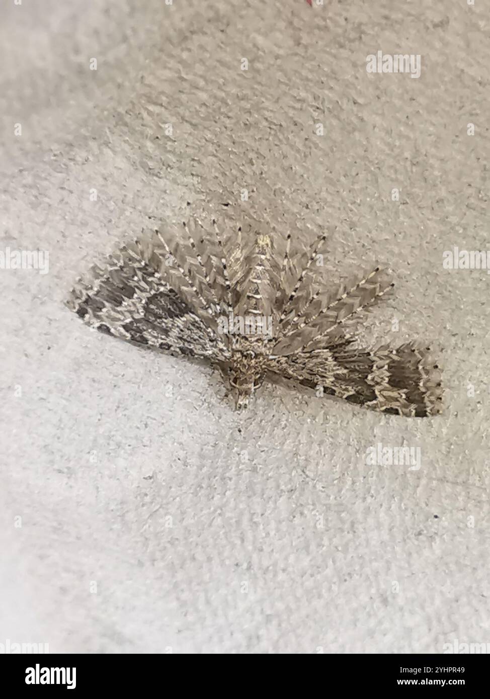 Vingt-plume Moth (Alucita hexadactyla) Banque D'Images