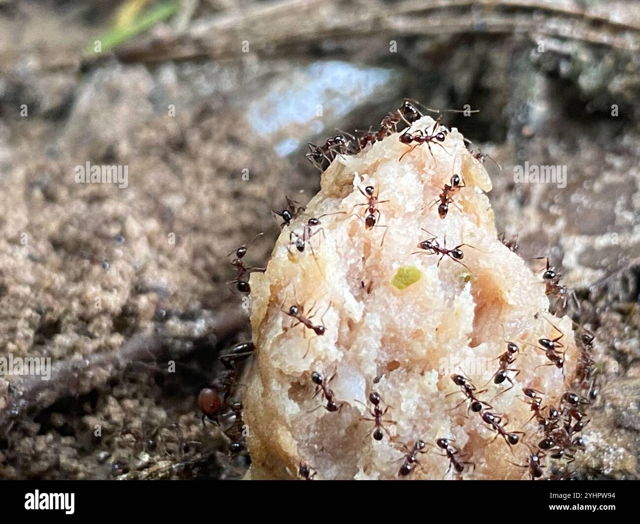 Fourmi à grosse tête importée (Pheidole obscurithorax) Banque D'Images