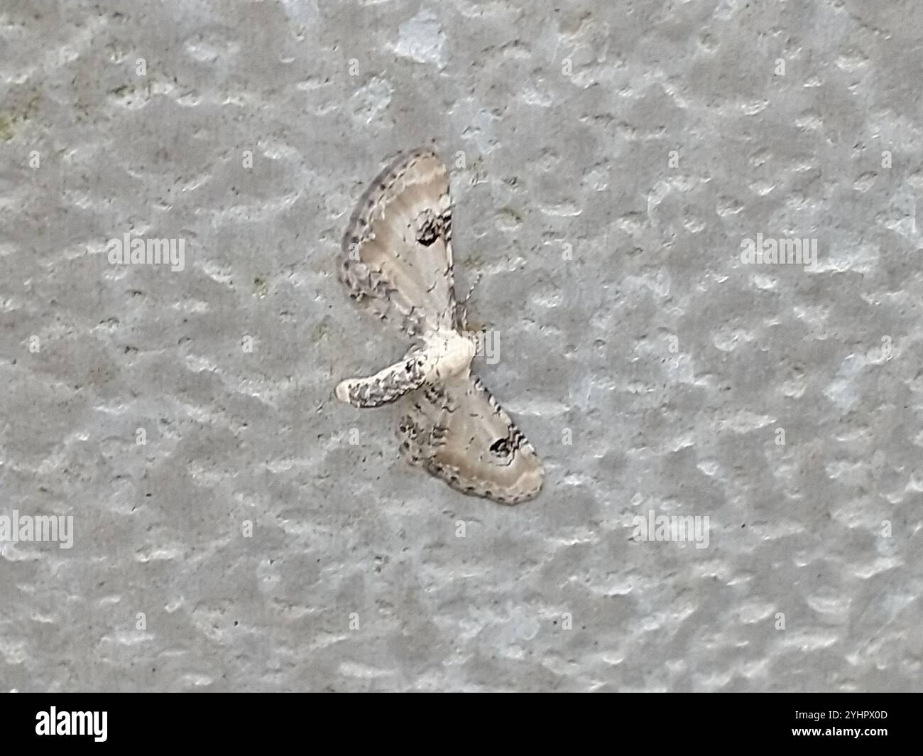 Lime-speck (Pug) Eupithecia centaureata Banque D'Images