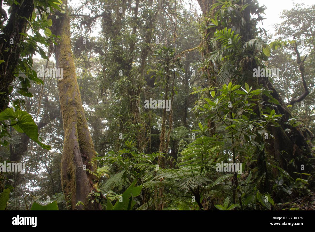 Réserve de biodiversité de la forêt nuageuse de Monteverde Banque D'Images