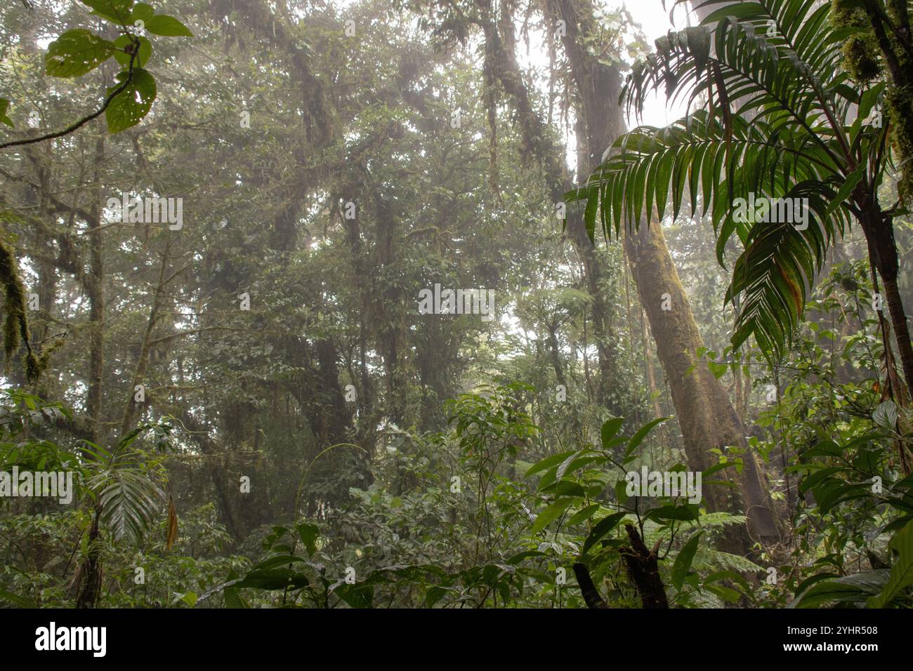 Réserve de biodiversité de la forêt nuageuse de Monteverde Banque D'Images