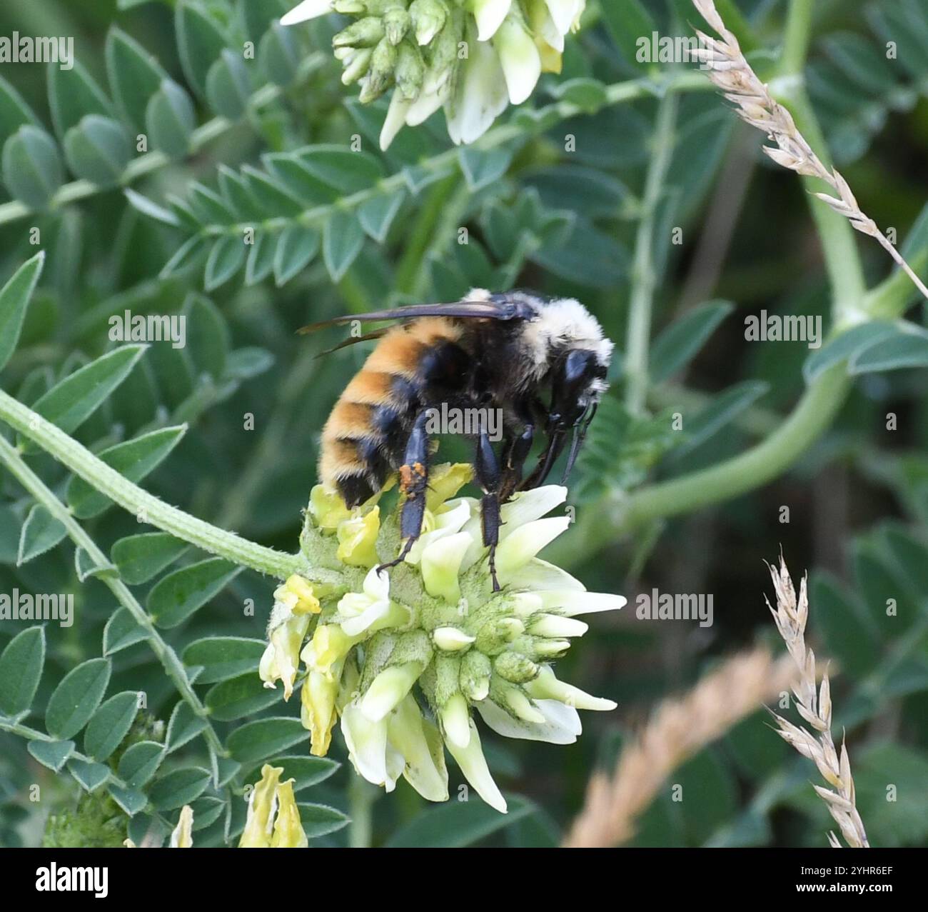 Bumble Bee à épaules blanches (Bombus appositus) Banque D'Images