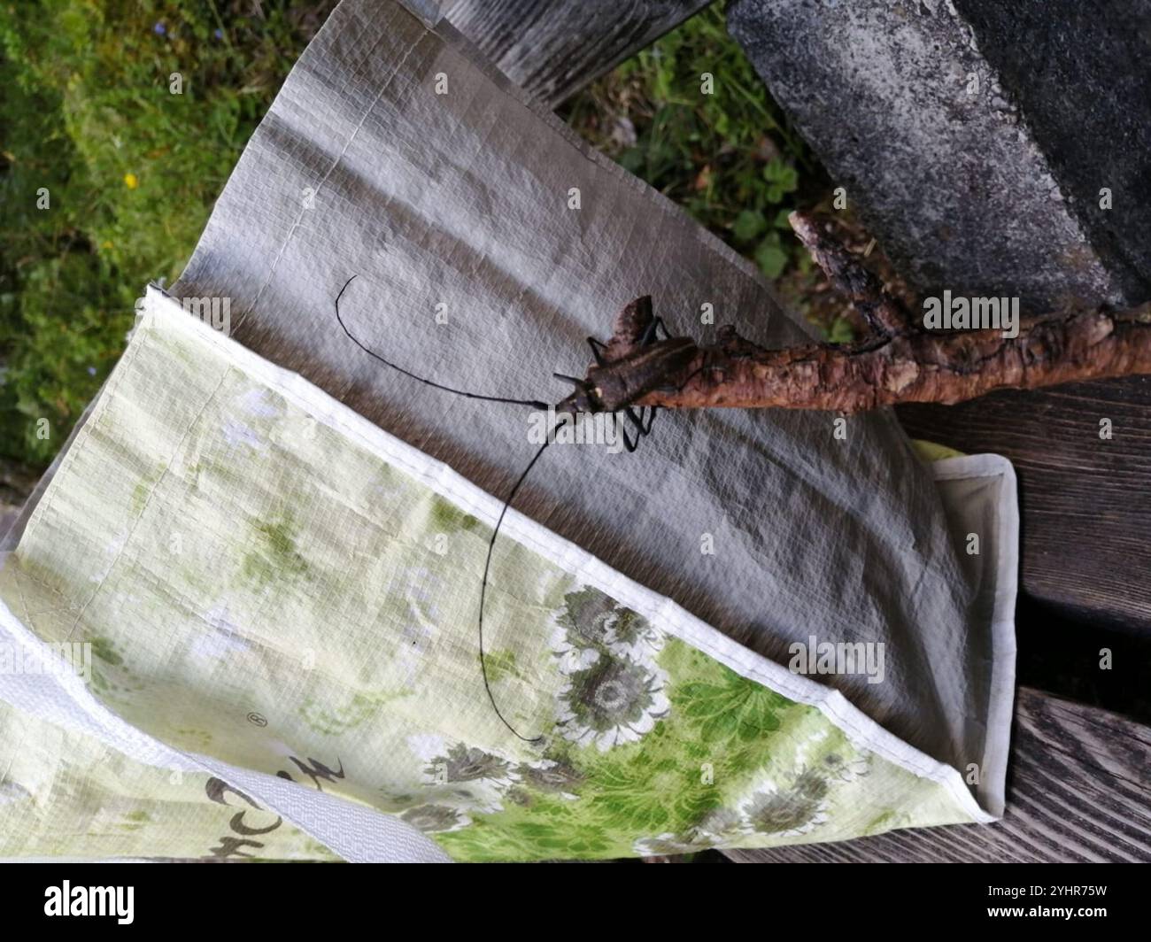Charpentier Sawyer Beetle (Monochamus sartor) Banque D'Images