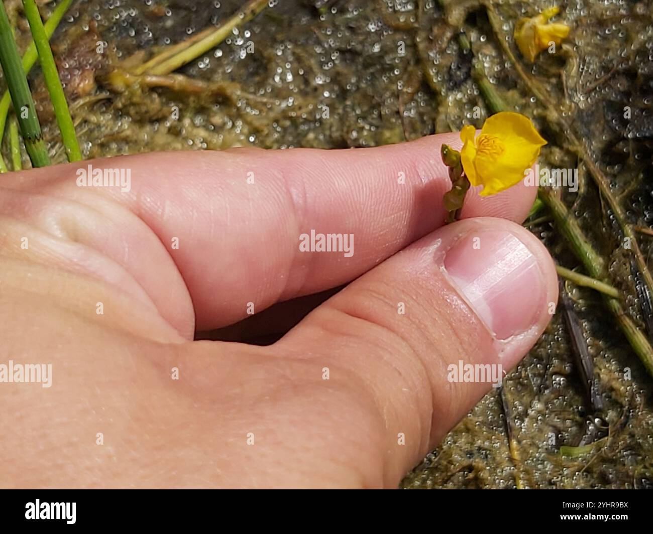 Bladderwort jaune (Utricularia × negecta) Banque D'Images