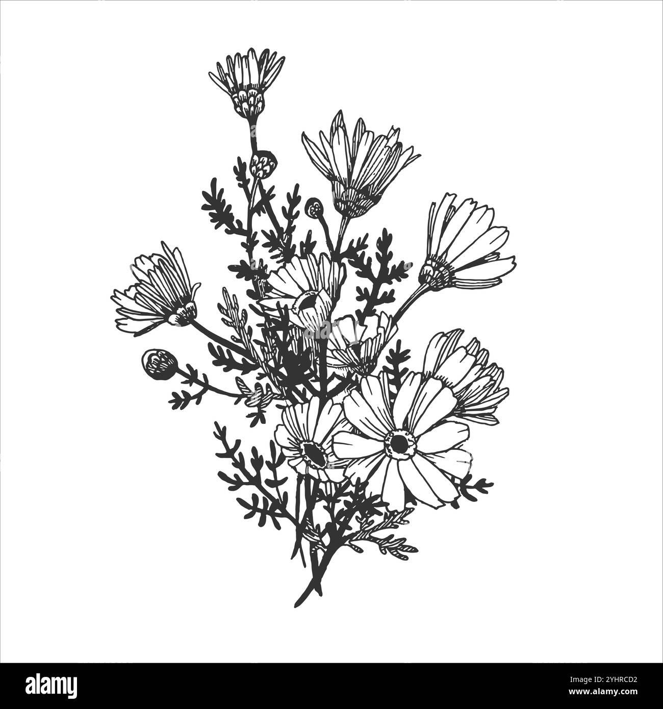 Bouquet de fleurs sauvages noires et blanches isolé sur fond blanc. Illustration de Vecteur