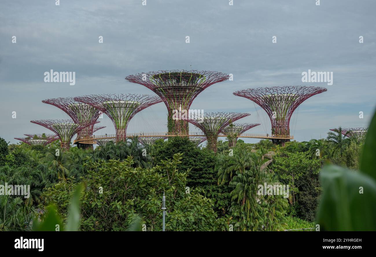 L'attraction Gardens of the Bay Supertrees est une zone environnementale durable appréciée par les habitants et populaire auprès des touristes visitant Singapour. Banque D'Images