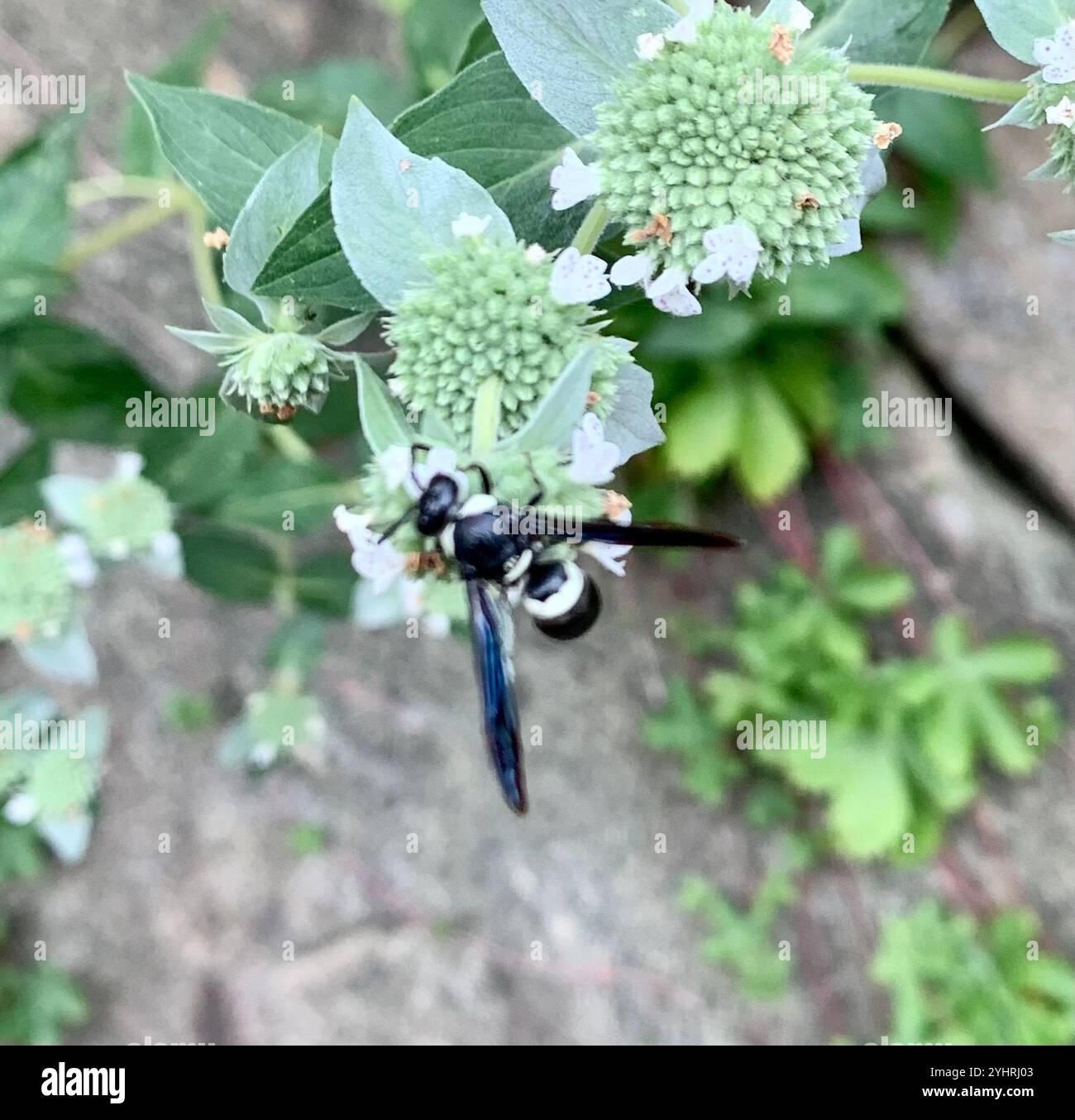 Guêpe de maçon à quatre dents (Monobia quadridens) Banque D'Images