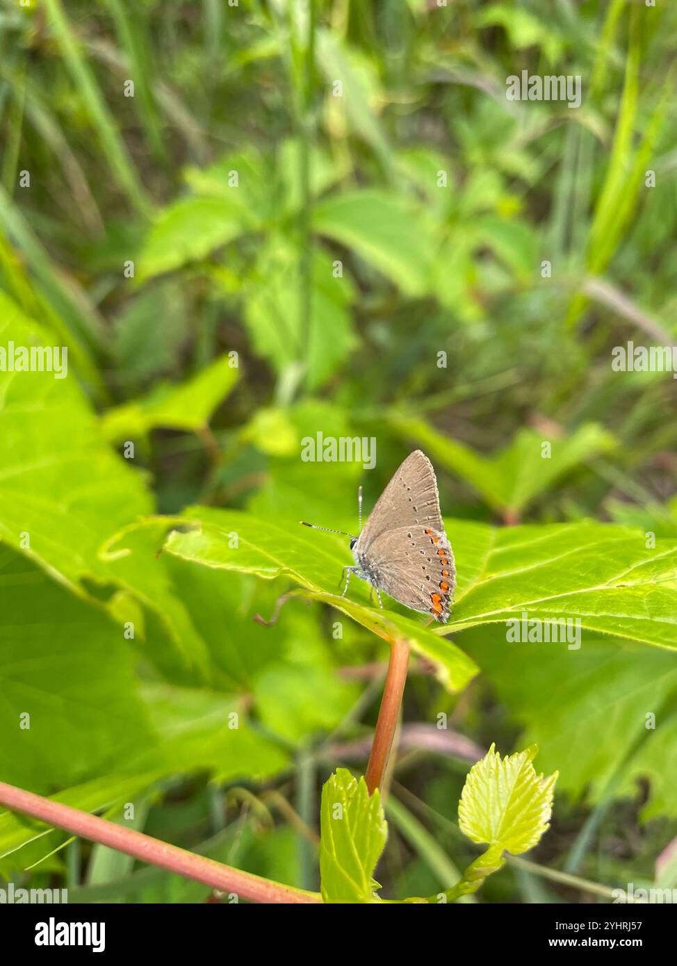 Corail Hairstreak (Satyrium titus) Banque D'Images