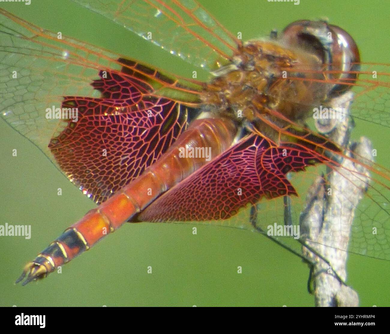 Carolina Saddlebags (Tramea carolina) Banque D'Images