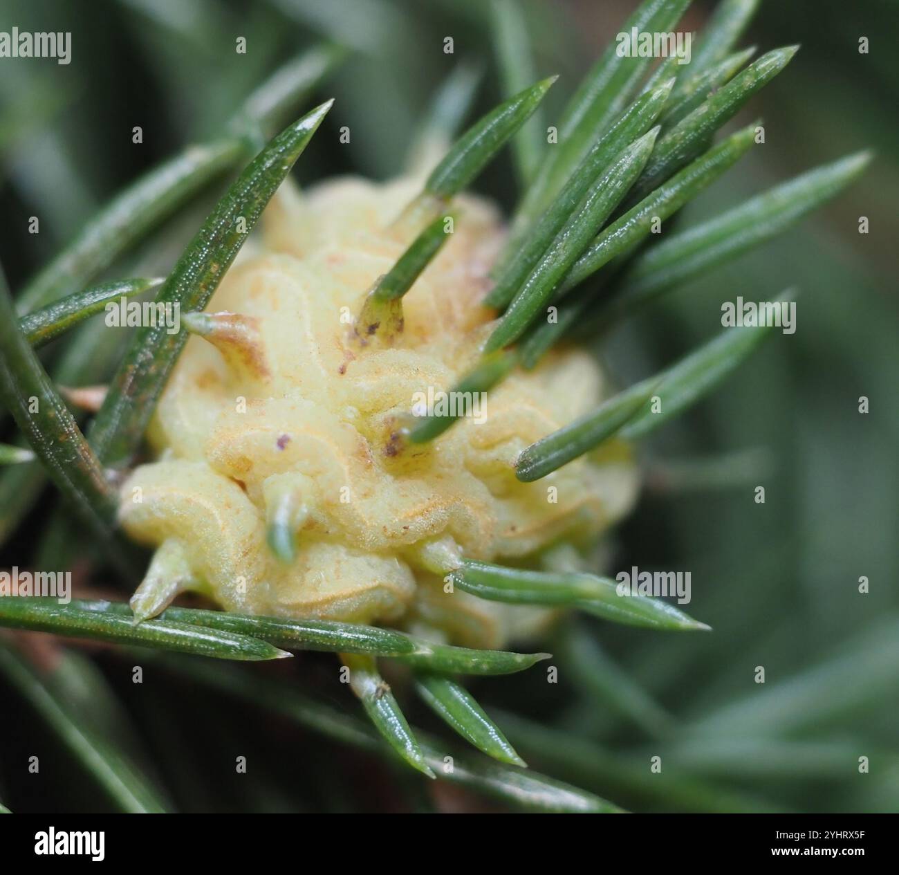 Adelgid (Adelges abietis) Banque D'Images