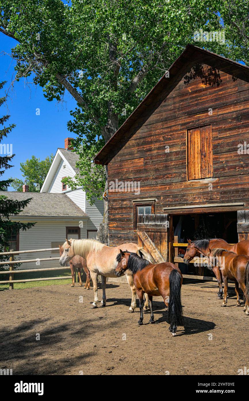 Horses, McCauley Livery stable, Fort Edmonton Park, Edmonton (Alberta), Canada Banque D'Images