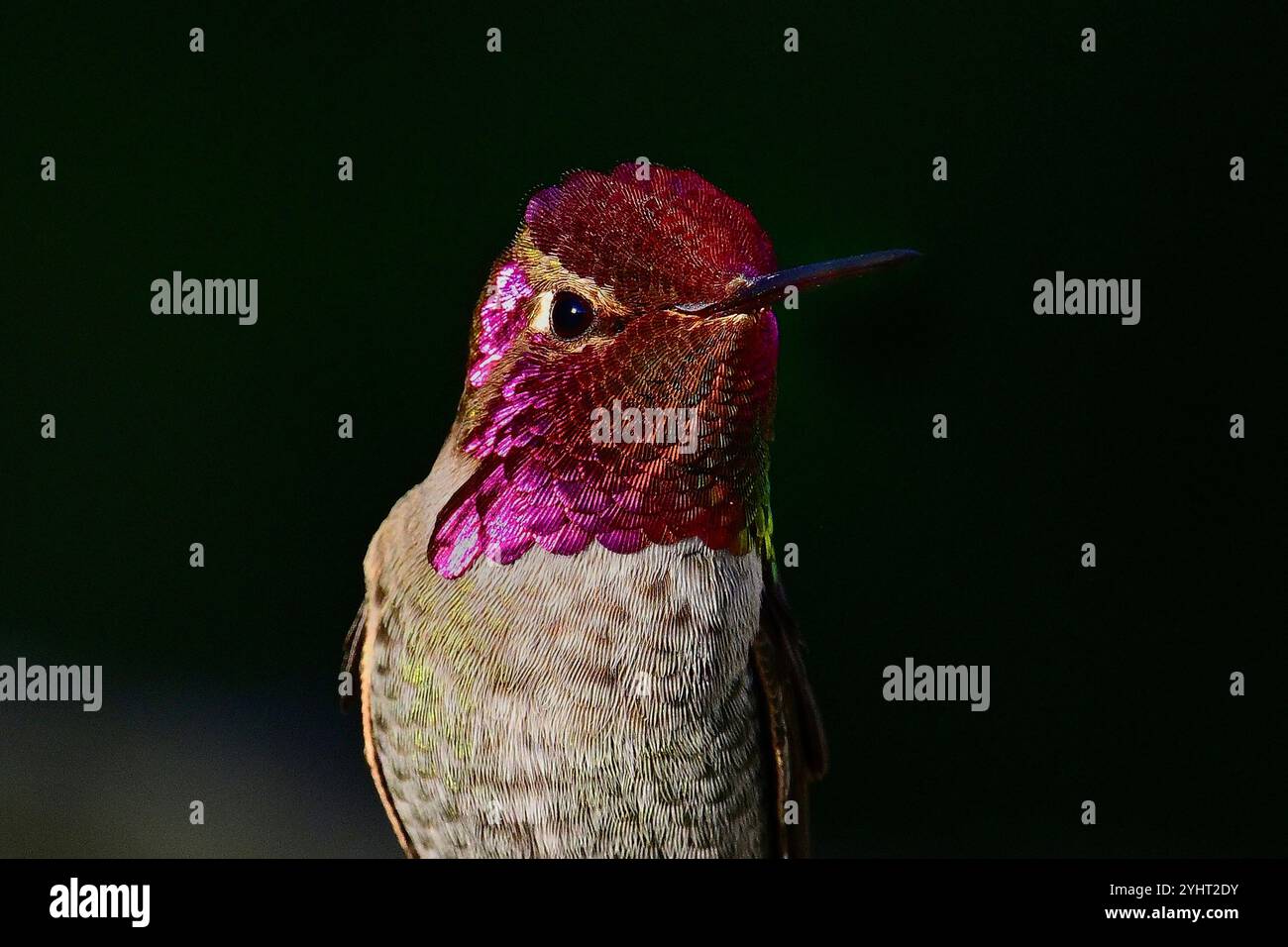 Pacific Grove, Californie, États-Unis. 12 novembre 2024. Anna's Hummingbird (Calypte anna) Flashing (crédit image : © Rory Merry/ZUMA Press Wire) USAGE ÉDITORIAL SEULEMENT! Non destiné à UN USAGE commercial ! Banque D'Images