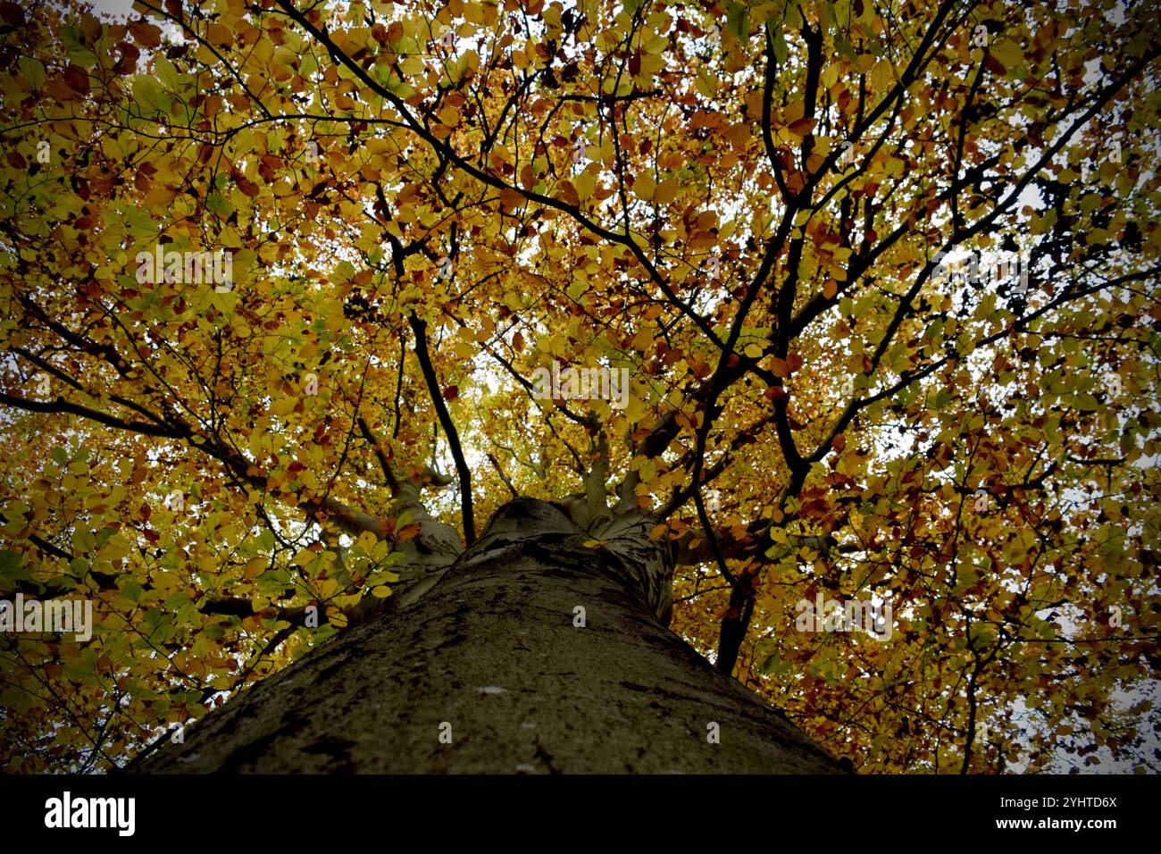 Explorez la beauté enchanteresse des forêts d'automne, où les feuilles dorées, l'air frais et les tons chauds transforment la nature en une tapisserie à couper le souffle Banque D'Images