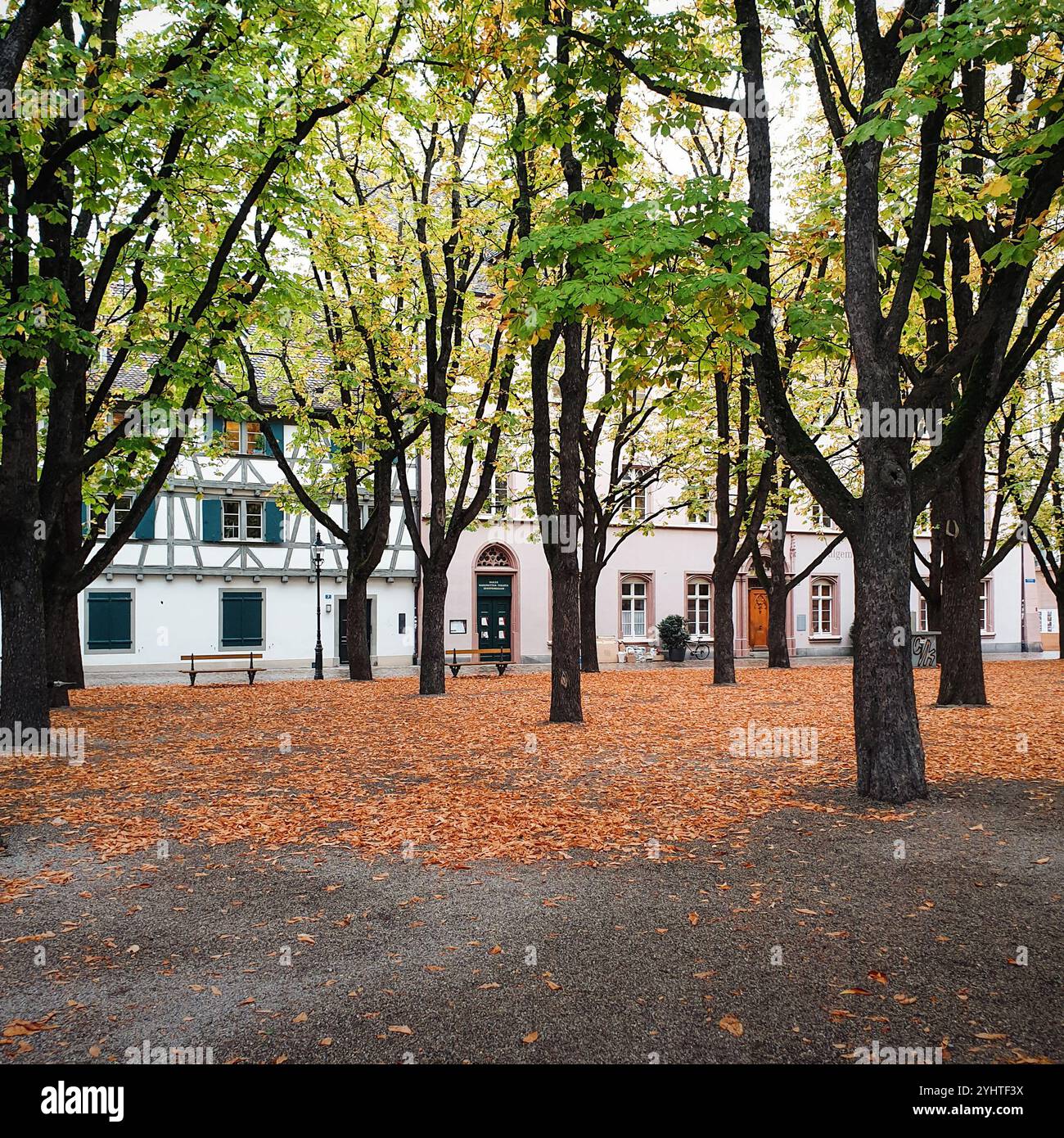 Garez-vous sur la place Münsterplatz à Bâle. Automne dans le parc dans la vieille ville. Banque D'Images
