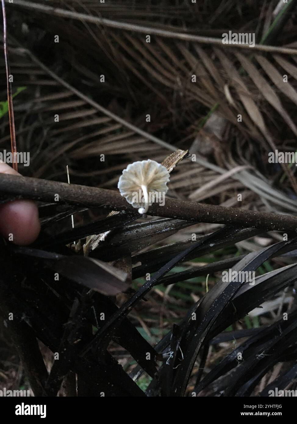 Parachutes de fées (Marasmiellus candidus) Banque D'Images