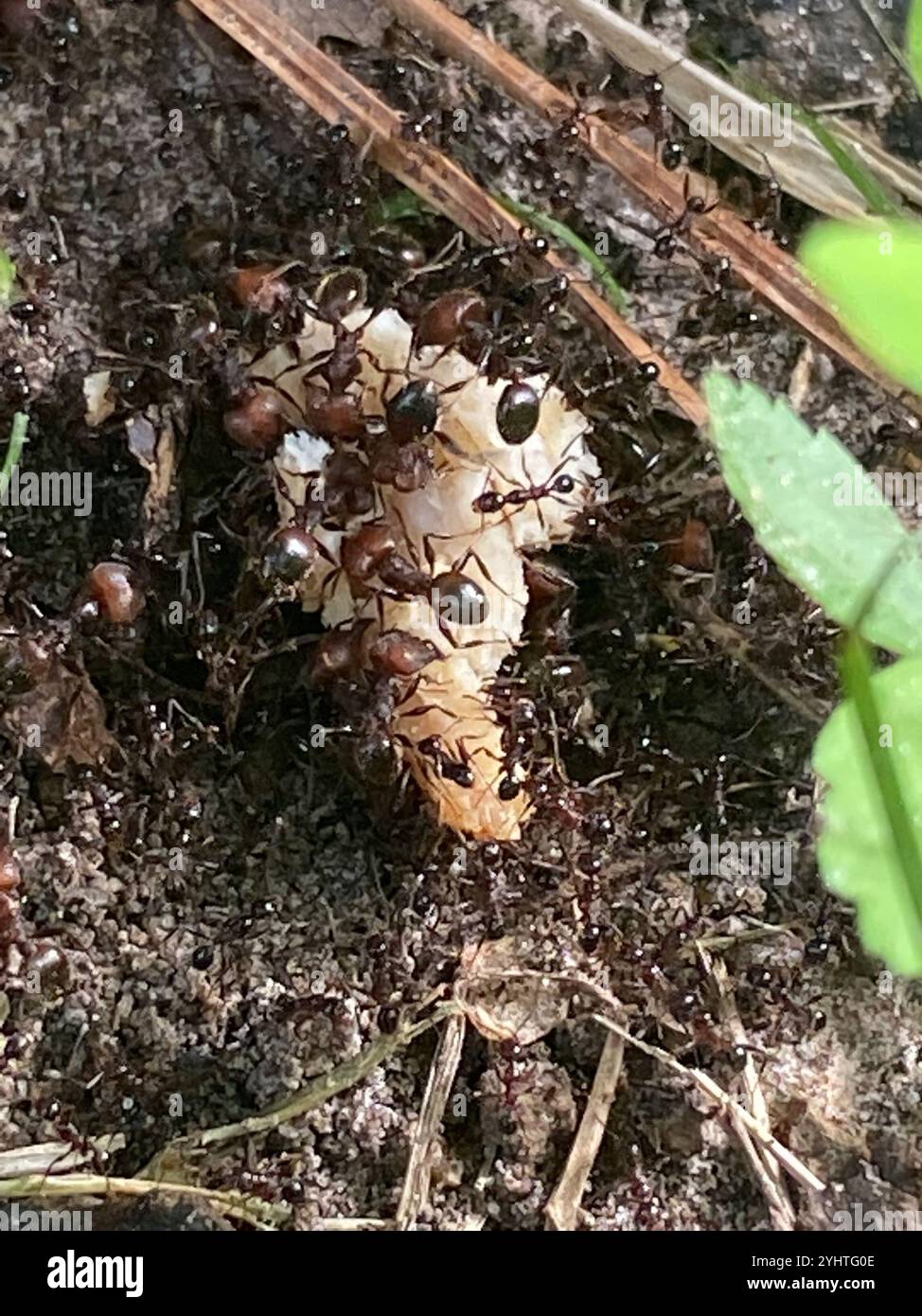 Fourmi à grosse tête importée (Pheidole obscurithorax) Banque D'Images