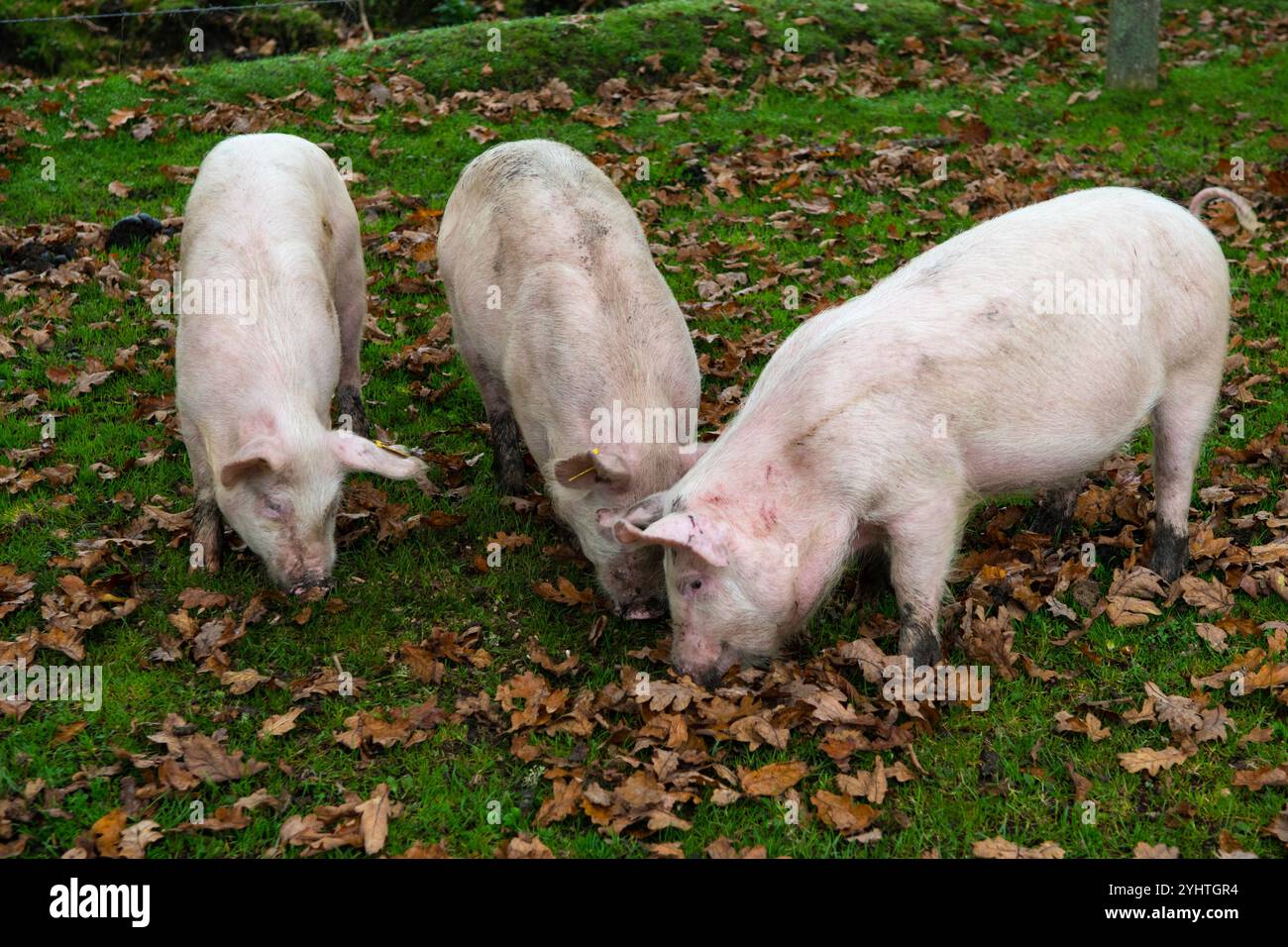 Porcs de pannage dans une ferme de la New Forest pendant la saison de pannage, habituellement l'automne. Ils sont autorisés à se demander et à manger les glands qui sont toxiques pour les chevaux. Hampshire, Angleterre des années 2024 2020 Royaume-Uni HOMER SYKES. Banque D'Images