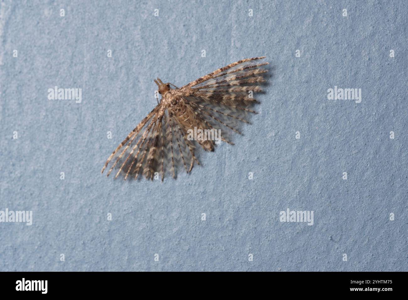 Vingt-plume Moth (Alucita hexadactyla) Banque D'Images