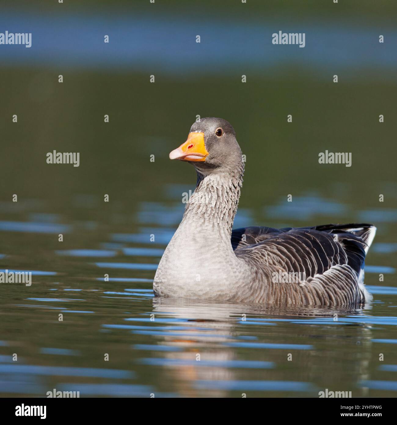 Oie de Greylag, nom scientifique (Anser anser). Oie sur un lac dans un parc. Banque D'Images