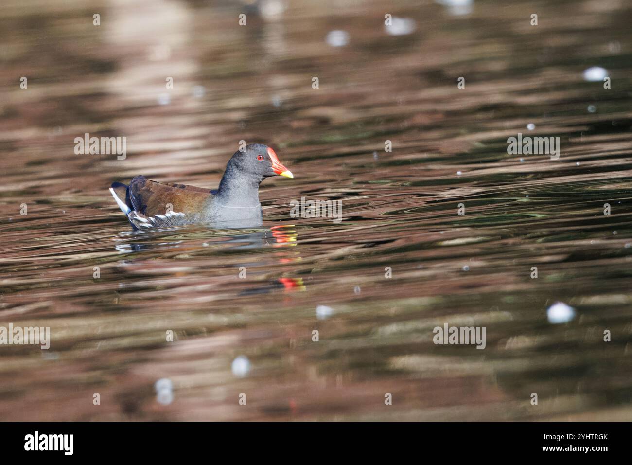 Moorhen, nom scientifique (Gallinula chloropus). Un moorhen dans un lac avec quelques plumes flottant. Banque D'Images
