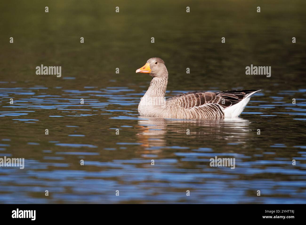 Oie de Greylag, nom scientifique (Anser anser). Une oie sur un lac avec l'eau agitée par le vent. Banque D'Images