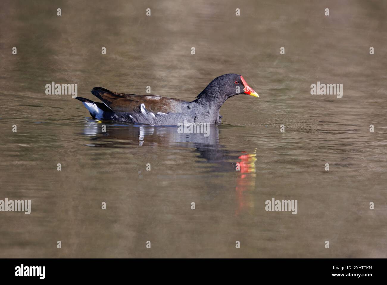 Moorhen, nom scientifique (Gallinula chloropus). Un moorhen nageant. Banque D'Images