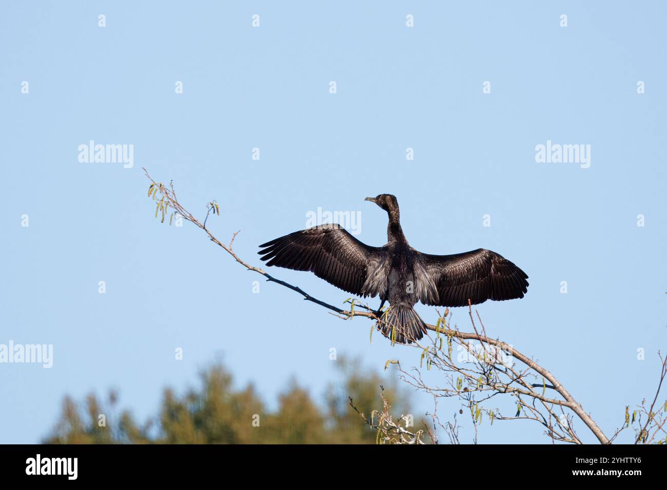 Cormoran à face blanche, nom scientifique (Phalacrocorax carbo). La silhouette caractéristique d'un oiseau noir, avec un long bec et une longue queue, volant sur le Banque D'Images