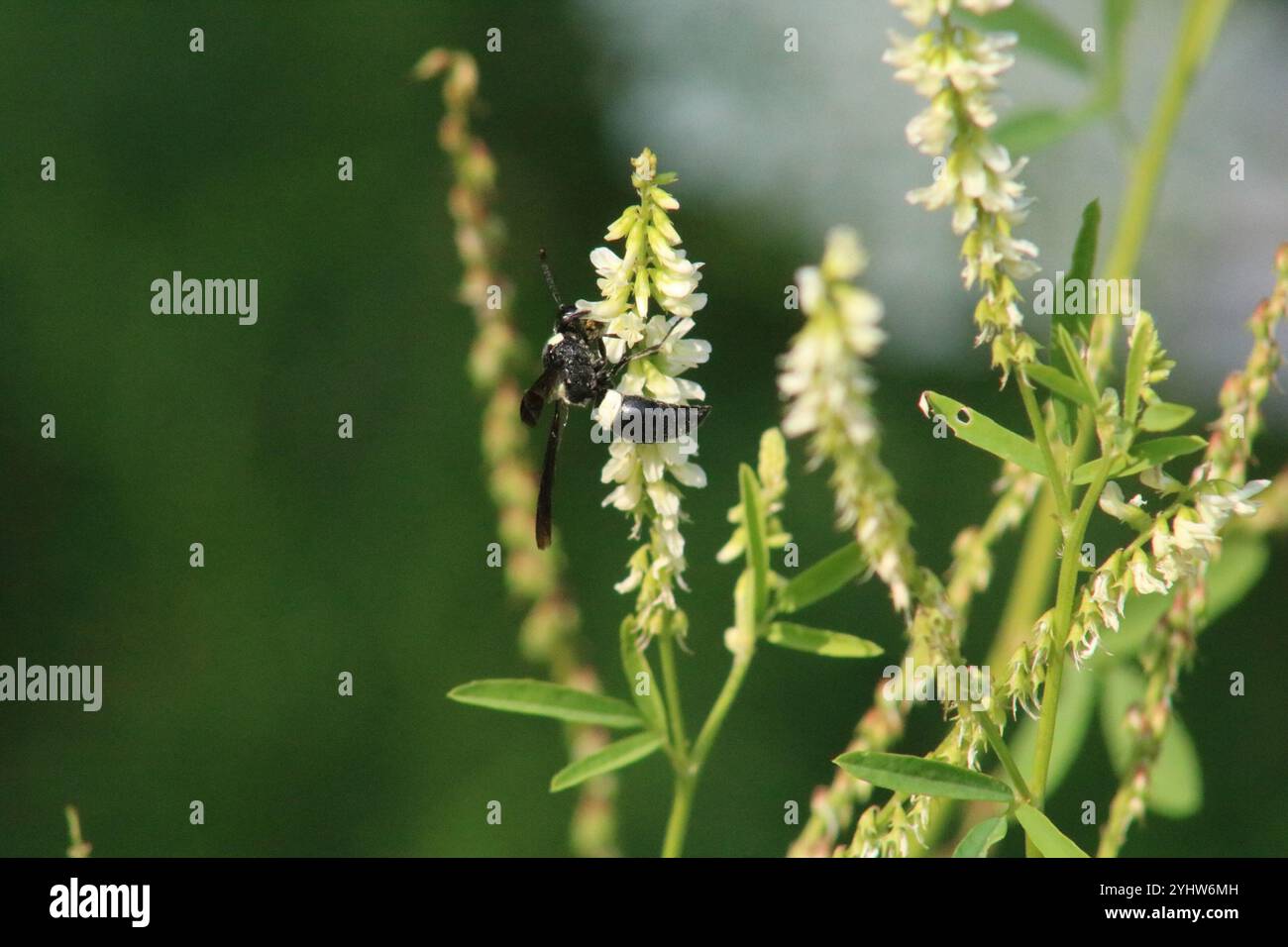 Guêpe de maçon à quatre dents (Monobia quadridens) Banque D'Images