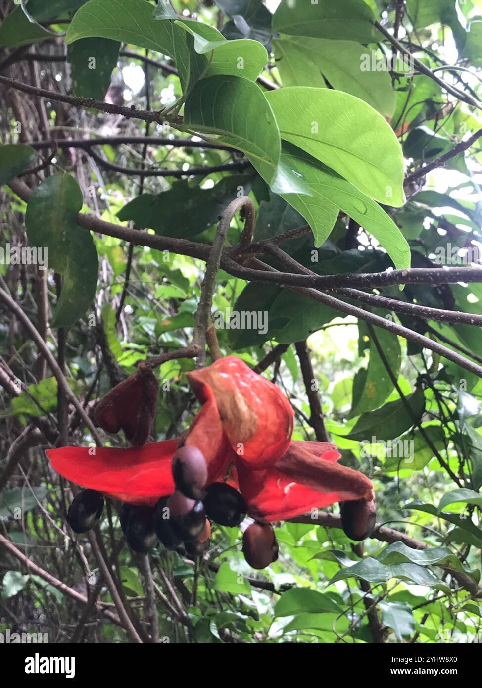 Sterculia à feuilles de lance (Sterculia lanceolata) Banque D'Images