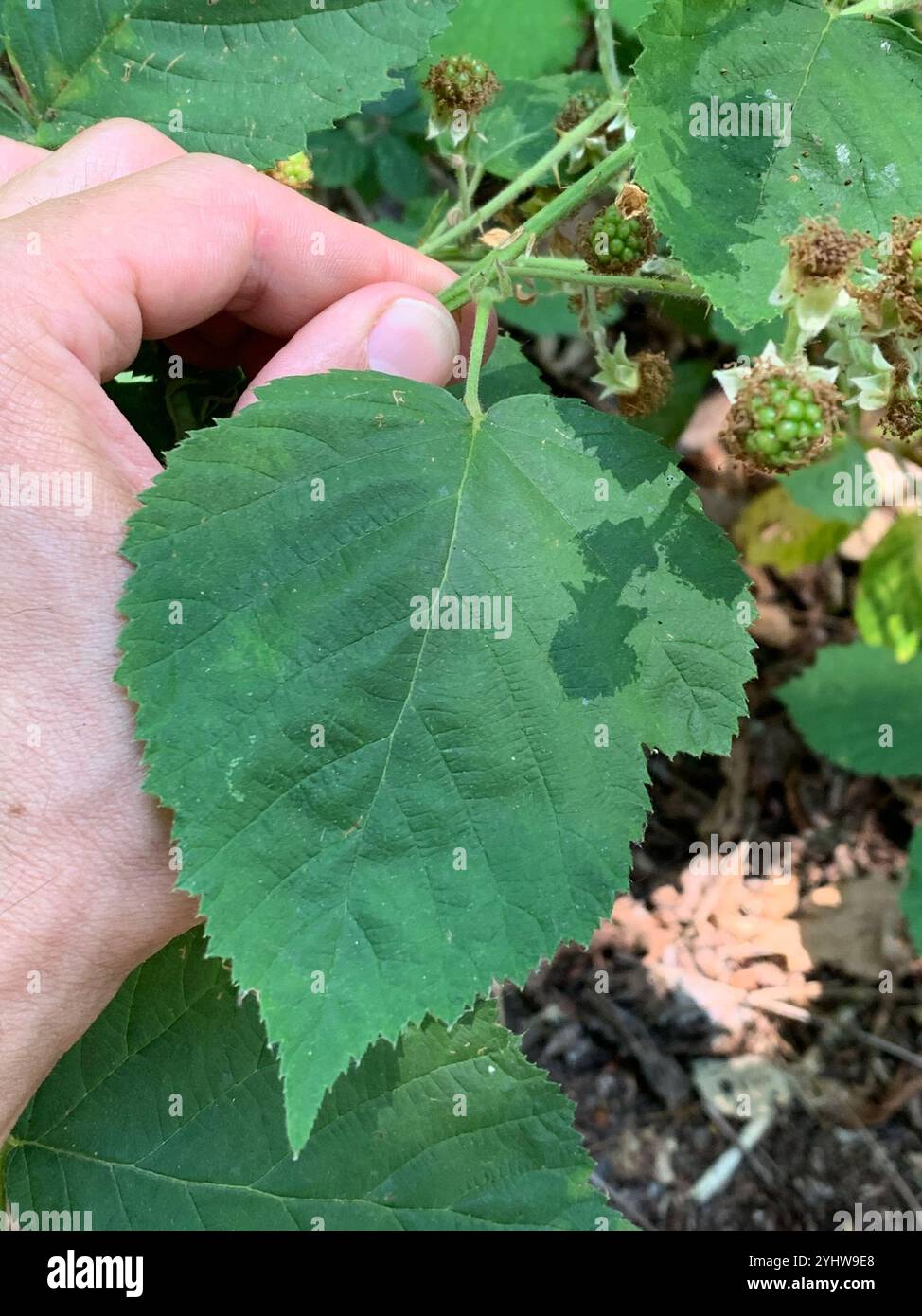 Mûre arménienne (Rubus armeniacus) Banque D'Images