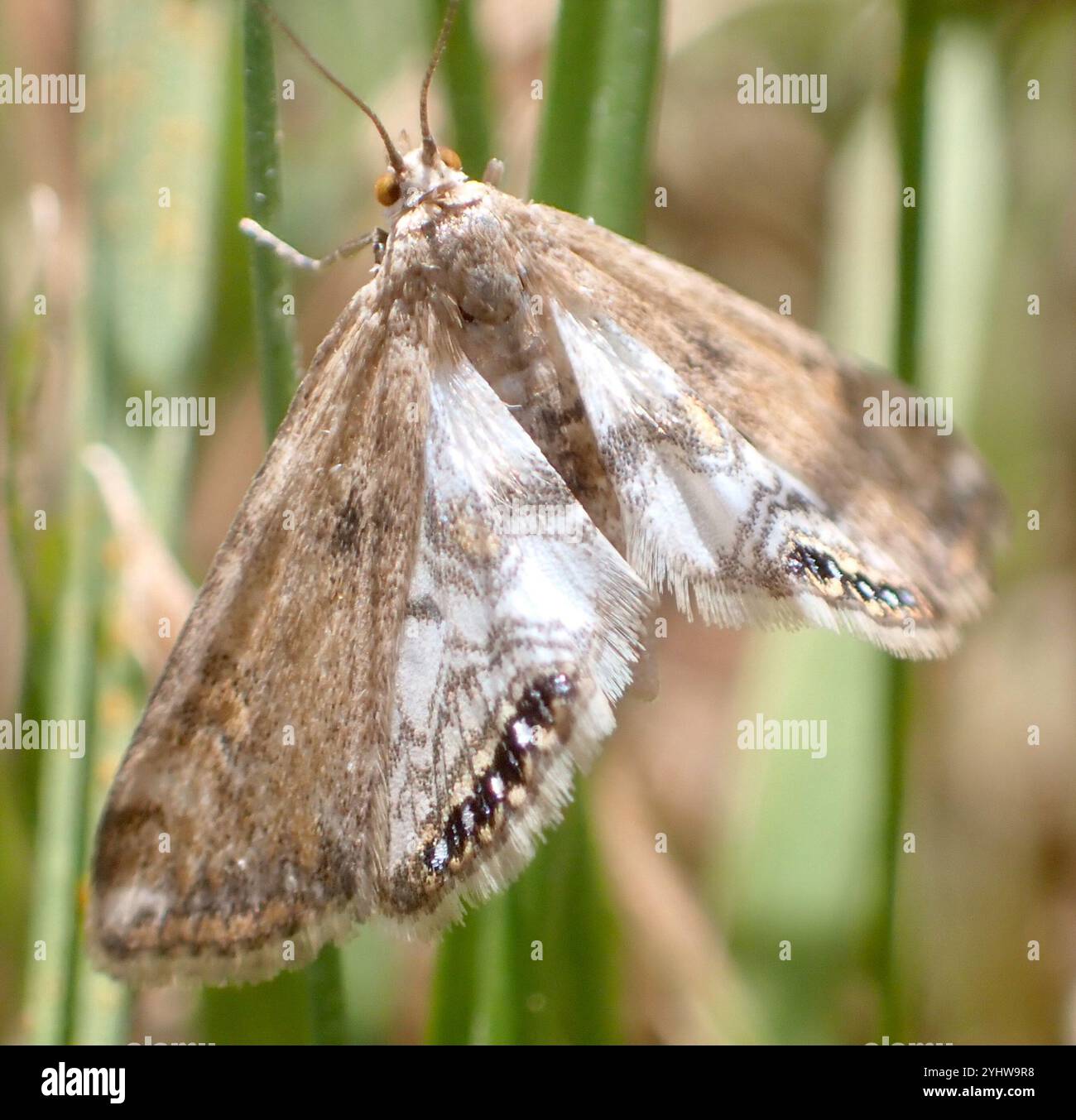 Petit China-Mark (Cataclysta lemnata) Banque D'Images