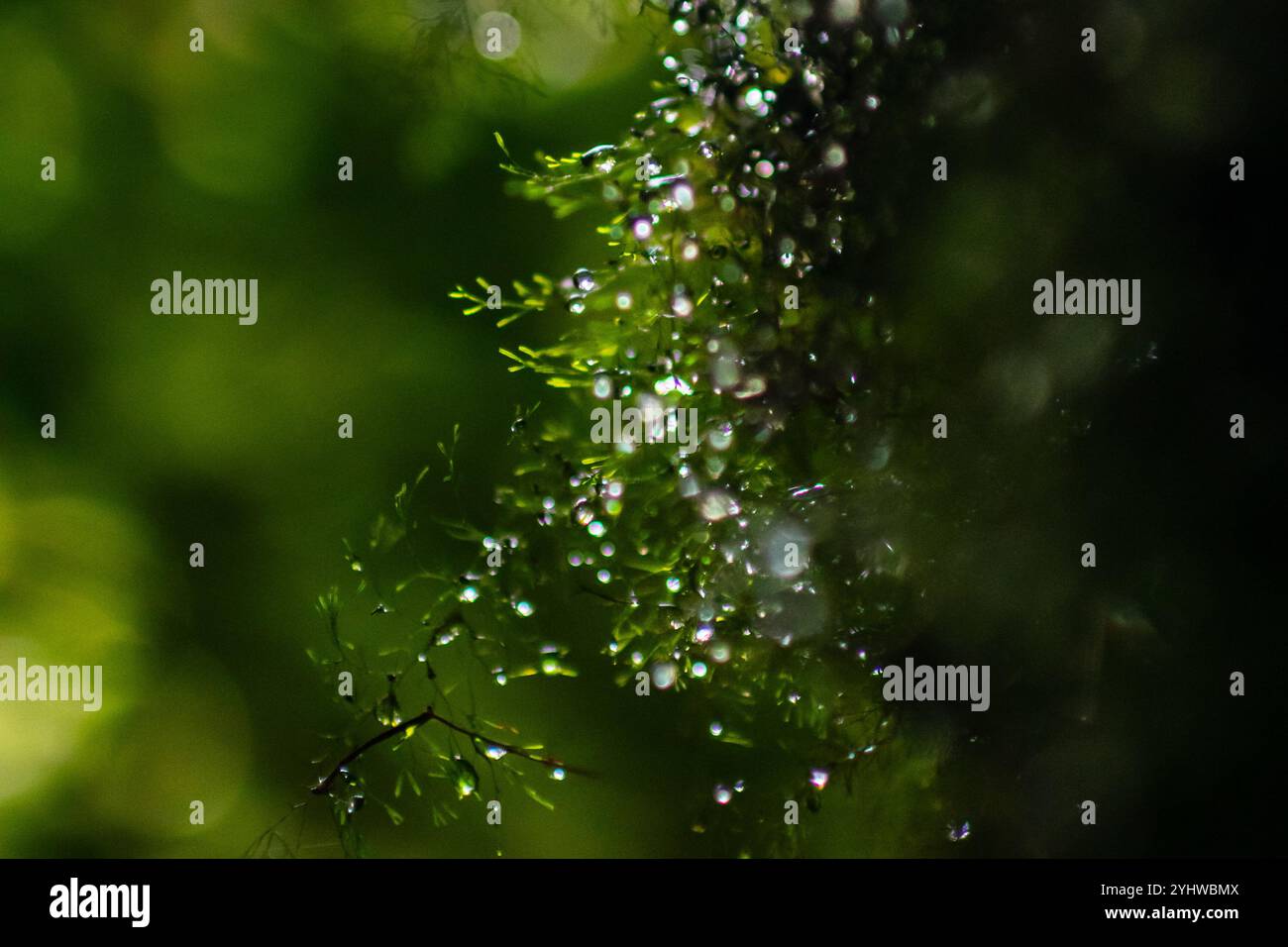 Gouttes d'eau dans la plante, forêt nuageuse de Monterey, Costa Rica Banque D'Images