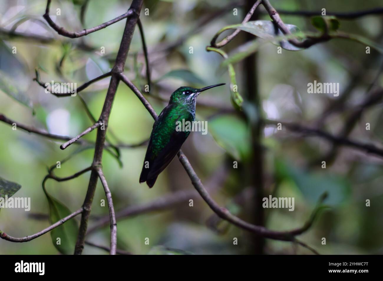 Colibri vert perché sur un arbre, Monteverde, Costa Rica Banque D'Images