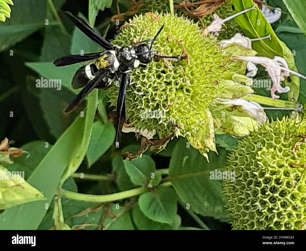 Guêpe de maçon à quatre dents (Monobia quadridens) Banque D'Images