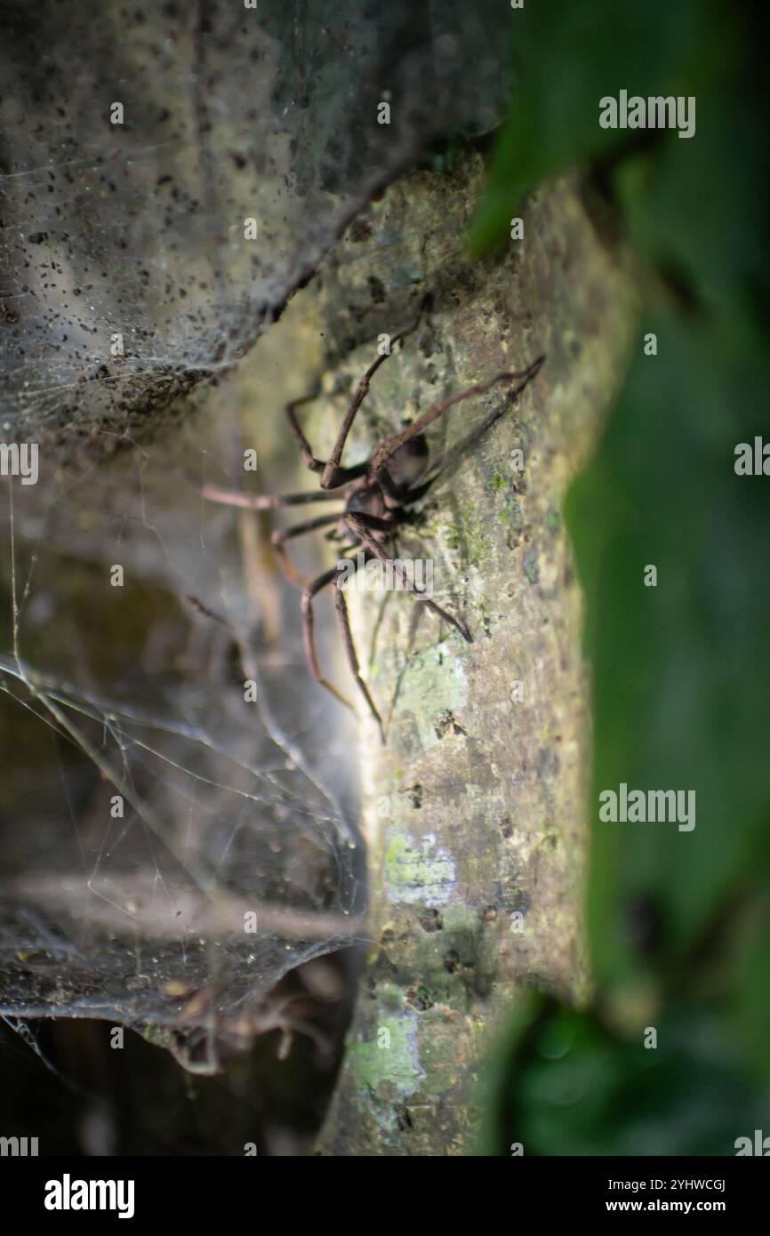 Grosse araignée vue sur la tournée de la faune de nuit au Costa Rica Banque D'Images