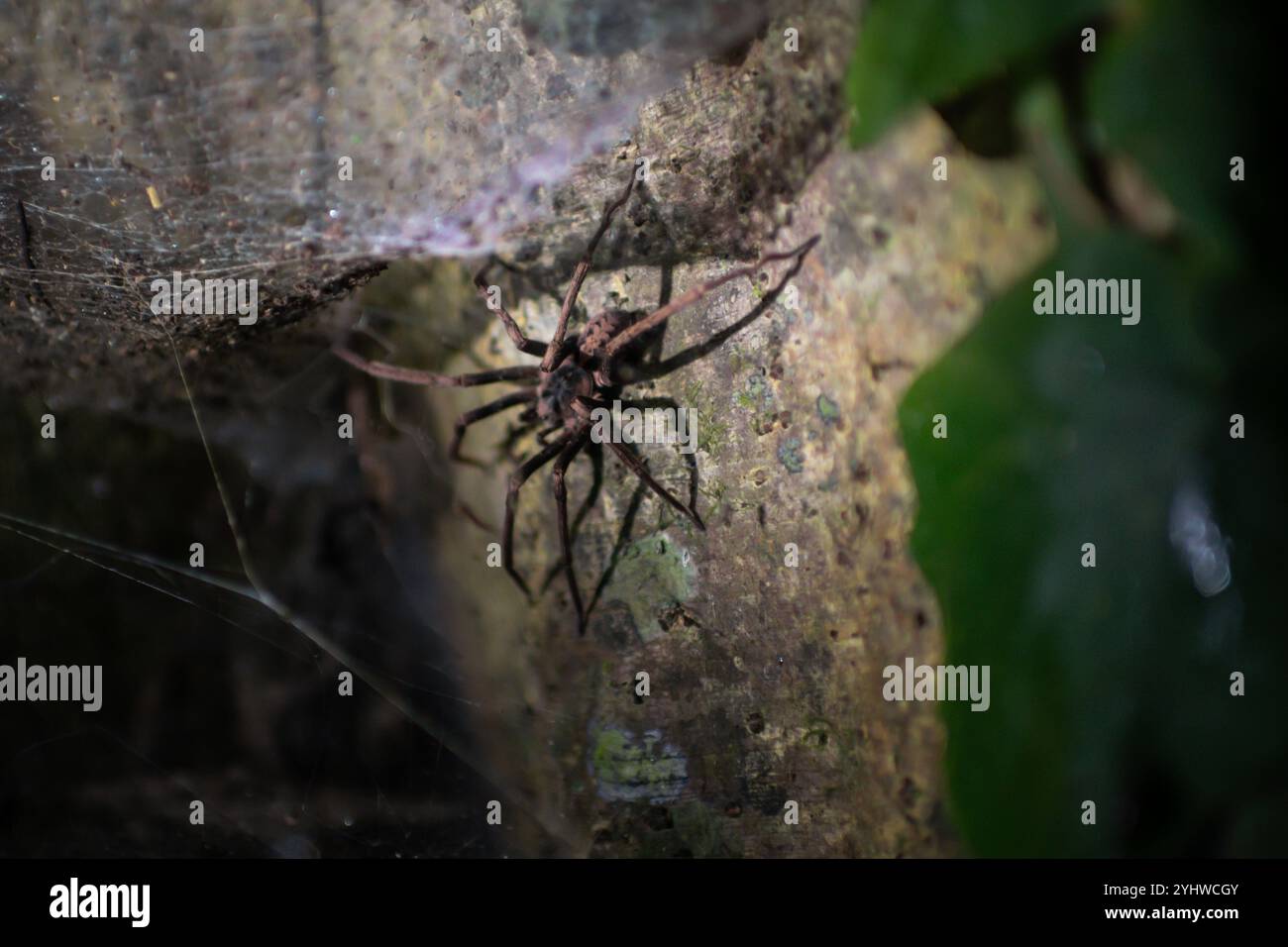 Grosse araignée vue sur la tournée de la faune de nuit au Costa Rica Banque D'Images