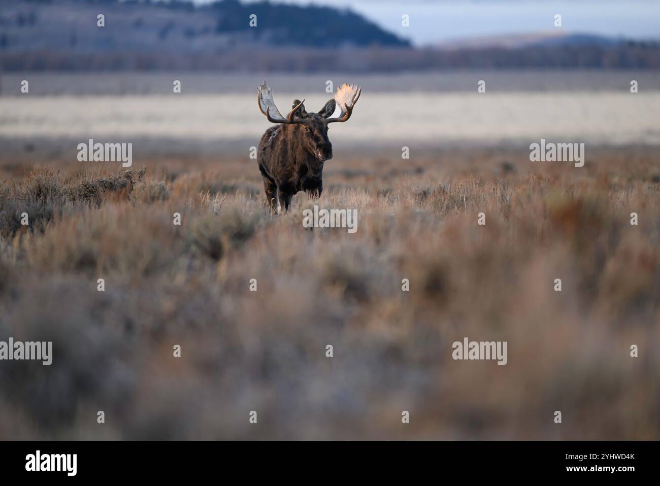 L'orignal-taureau dans un plat en arbuste à l'automne, parc national de Grand Teton, Wyoming Banque D'Images