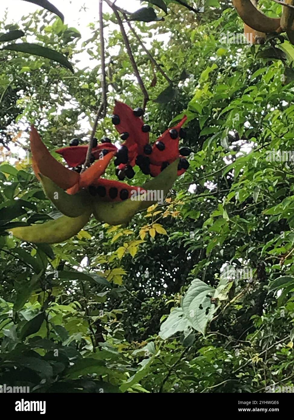 Sterculia à feuilles de lance (Sterculia lanceolata) Banque D'Images