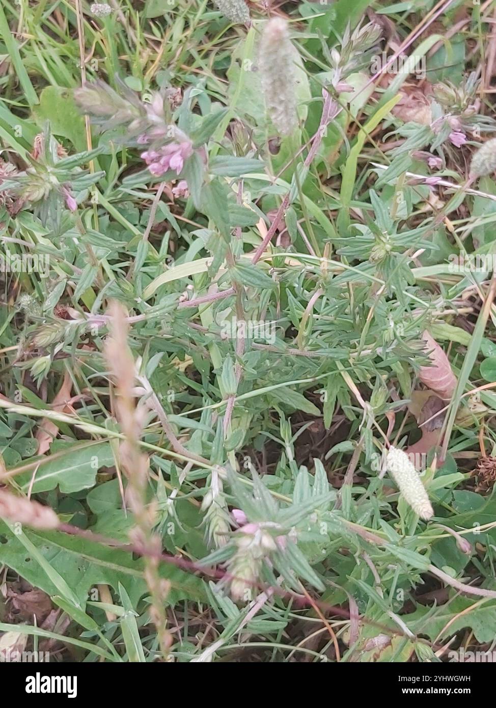 Red Bartsia (Odontites vernus) Banque D'Images