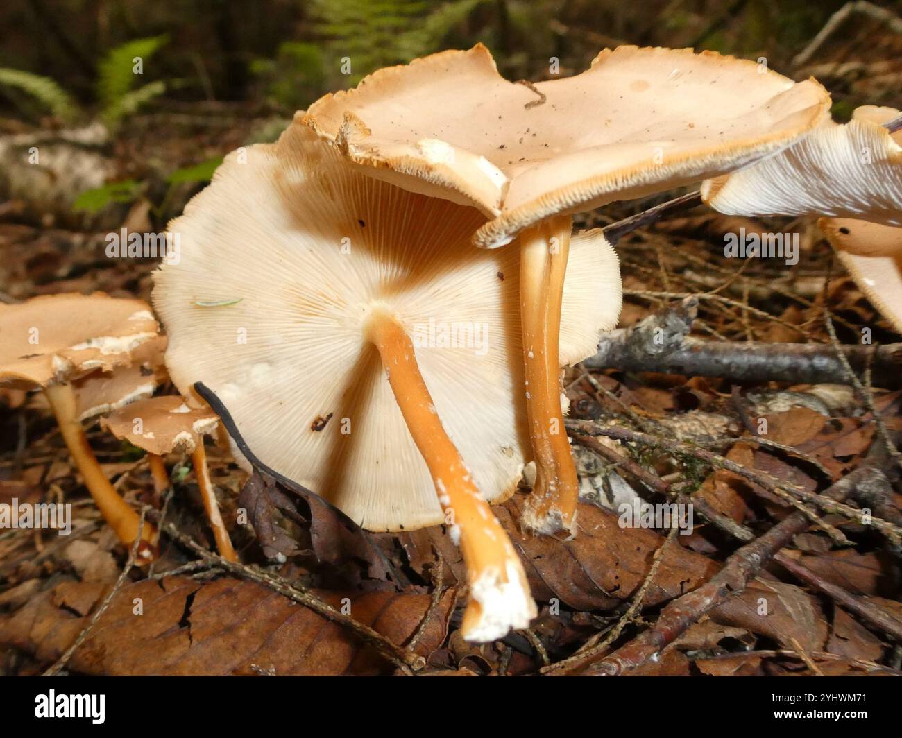 Gymnopus amoureux du chêne (Gymnopus dryophilus) Banque D'Images