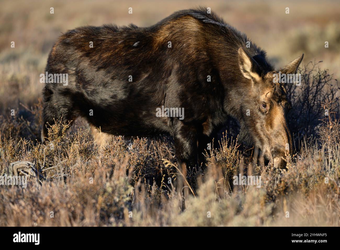 Orignal de vache dans le parc national de Grand Teton, Wyoming Banque D'Images Orignal de vache dans le parc national de Grand Teton, Wyoming Banque D'Images